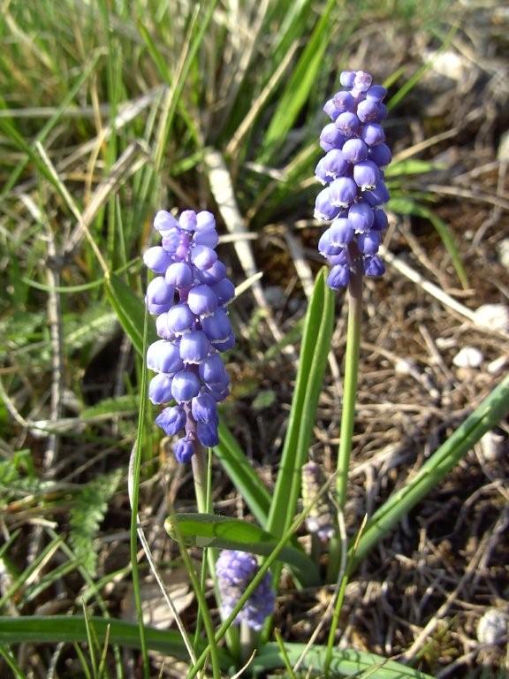 Muscari botryoides